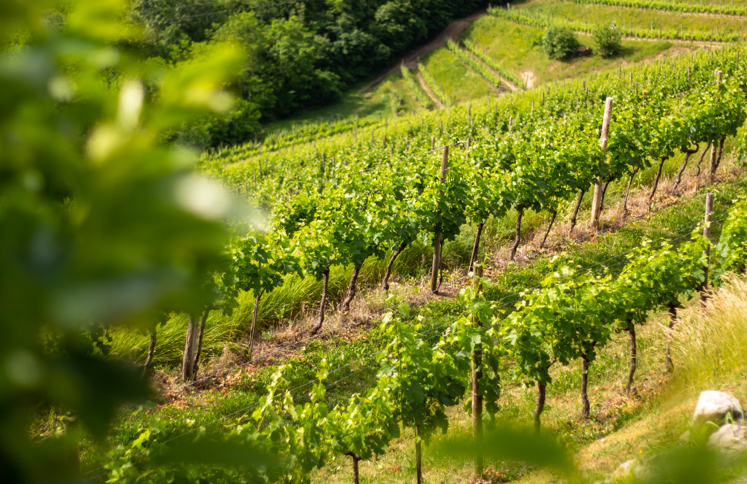 Pinot Bianco nel Collio