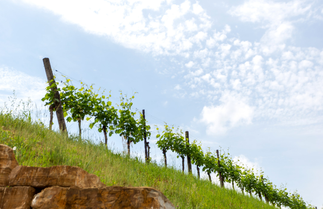 Pinot Bianco nel Collio