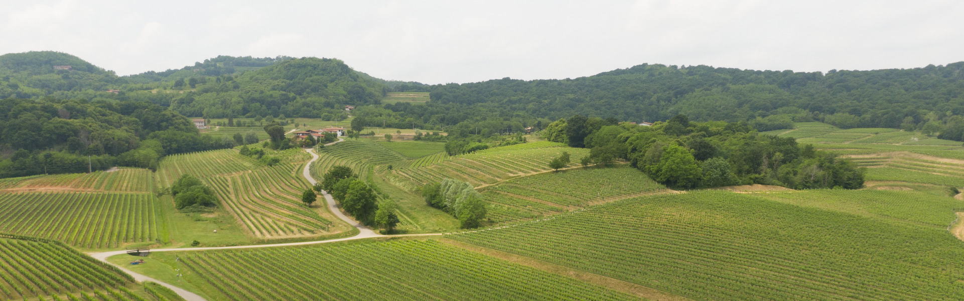 Il Collio