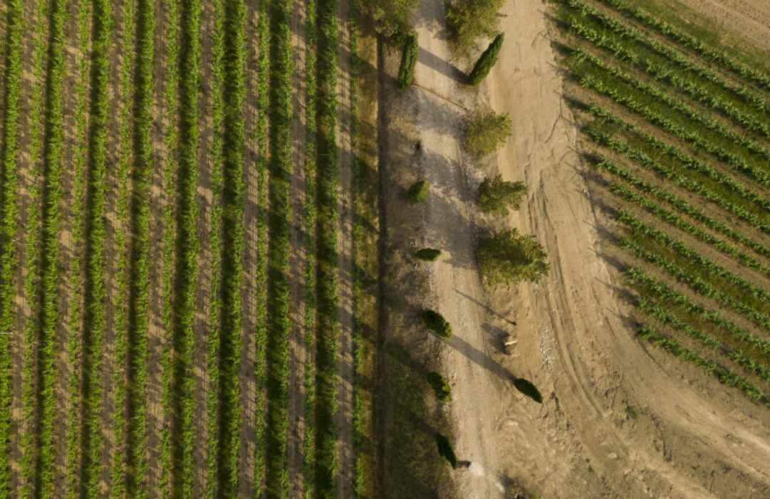 Pinot Bianco nel Collio